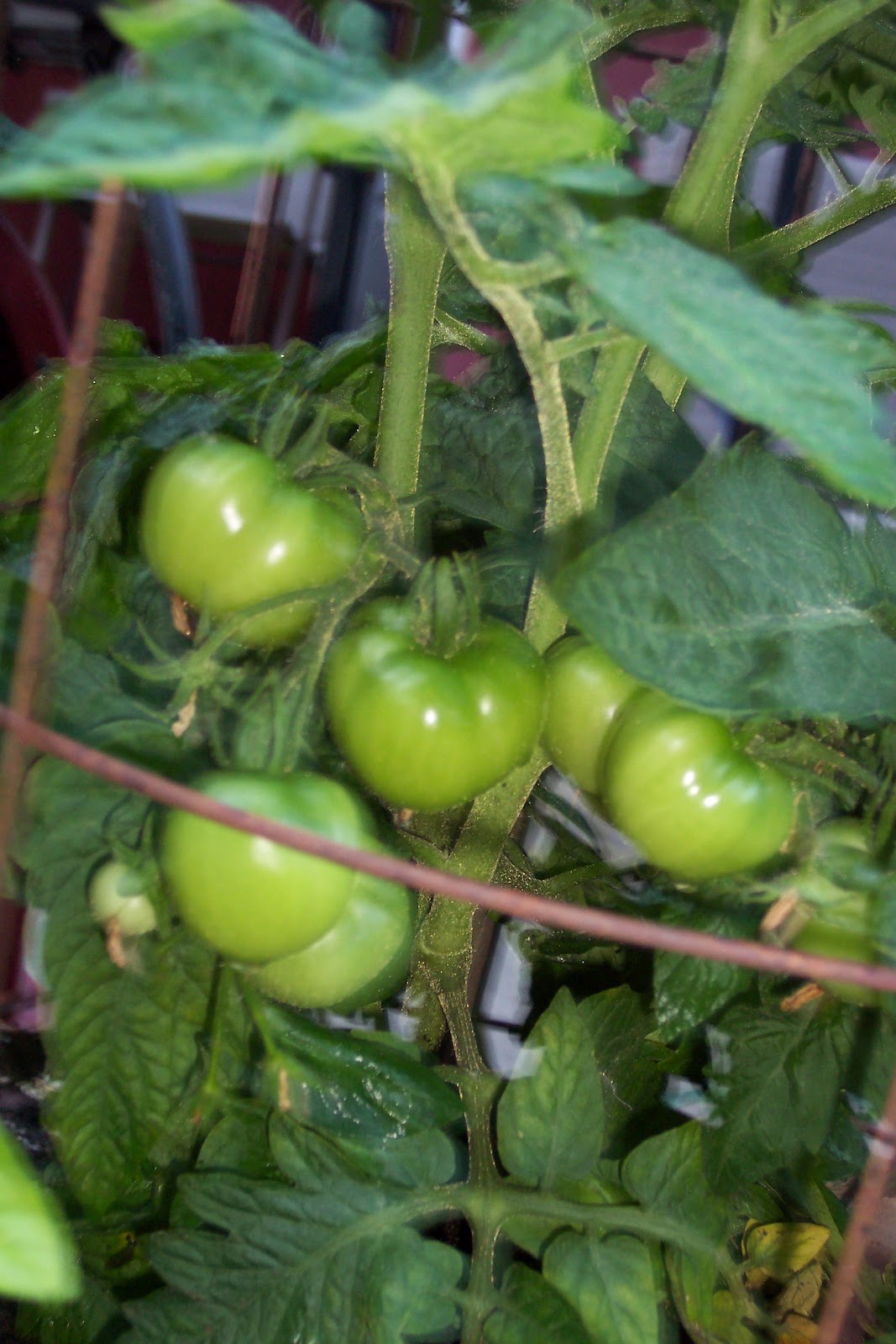 My Special Homestead Getting Back to Basics Patio Tomatoes (and
