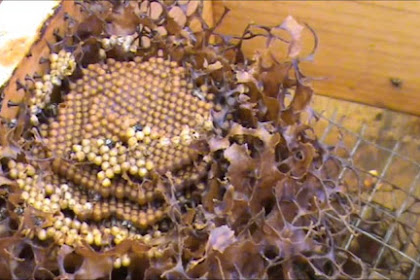 Cara Budiaya Lebah Klanceng /Kelulut Untuk Pemula
