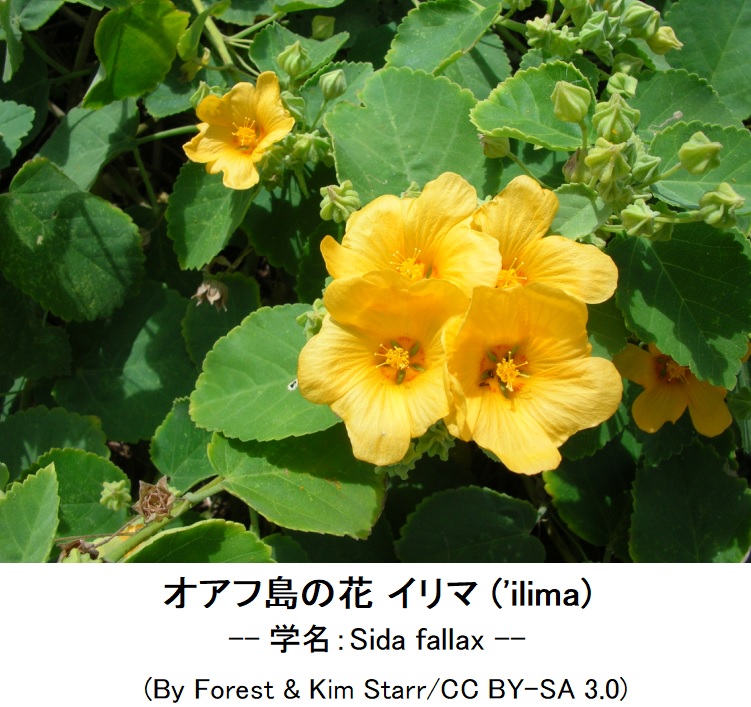 003 オアフ島の花 イリマ