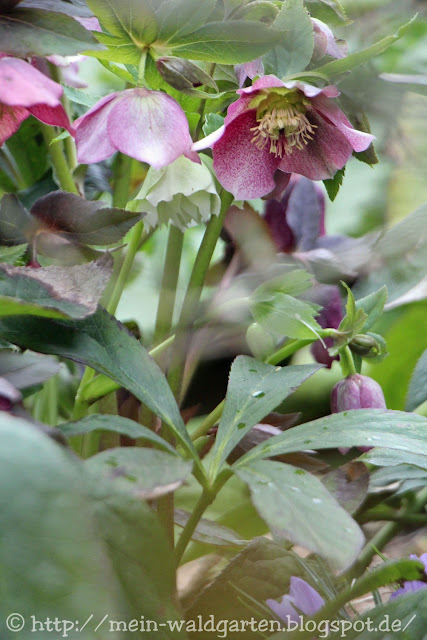 © Mein Waldgarten Lenzrosen und Christrosen vereinzeln