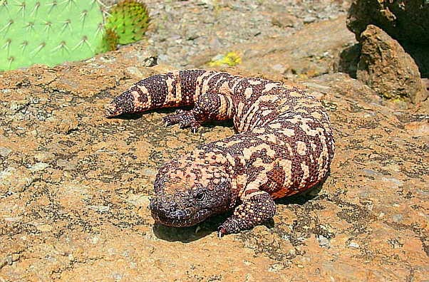 Los animales y su entorno: EL MONSTRUO DE GILA