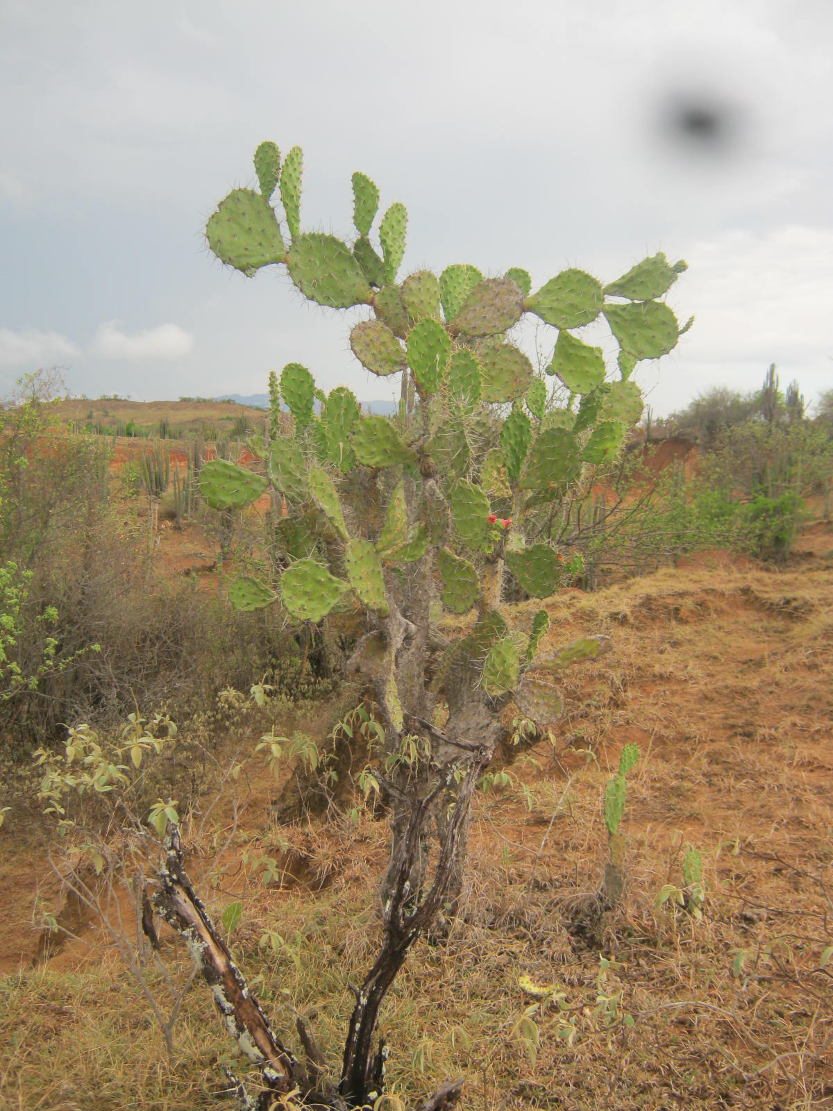 Un Jardin Convertido En Desierto