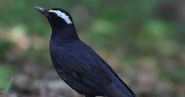 Burung Holic Migrasi Antar Benua Burung Anis Siberia Burung