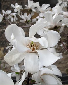 Kukkiva magnolia