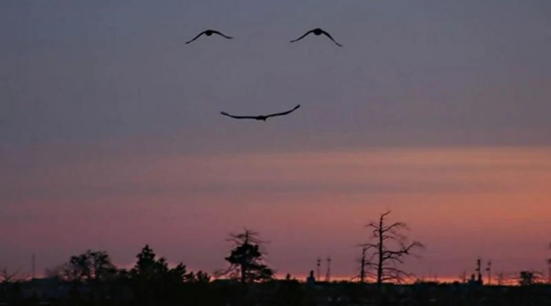 três pássaros voando, dois acima e um abaixo suas asas formam uma figura sorridente