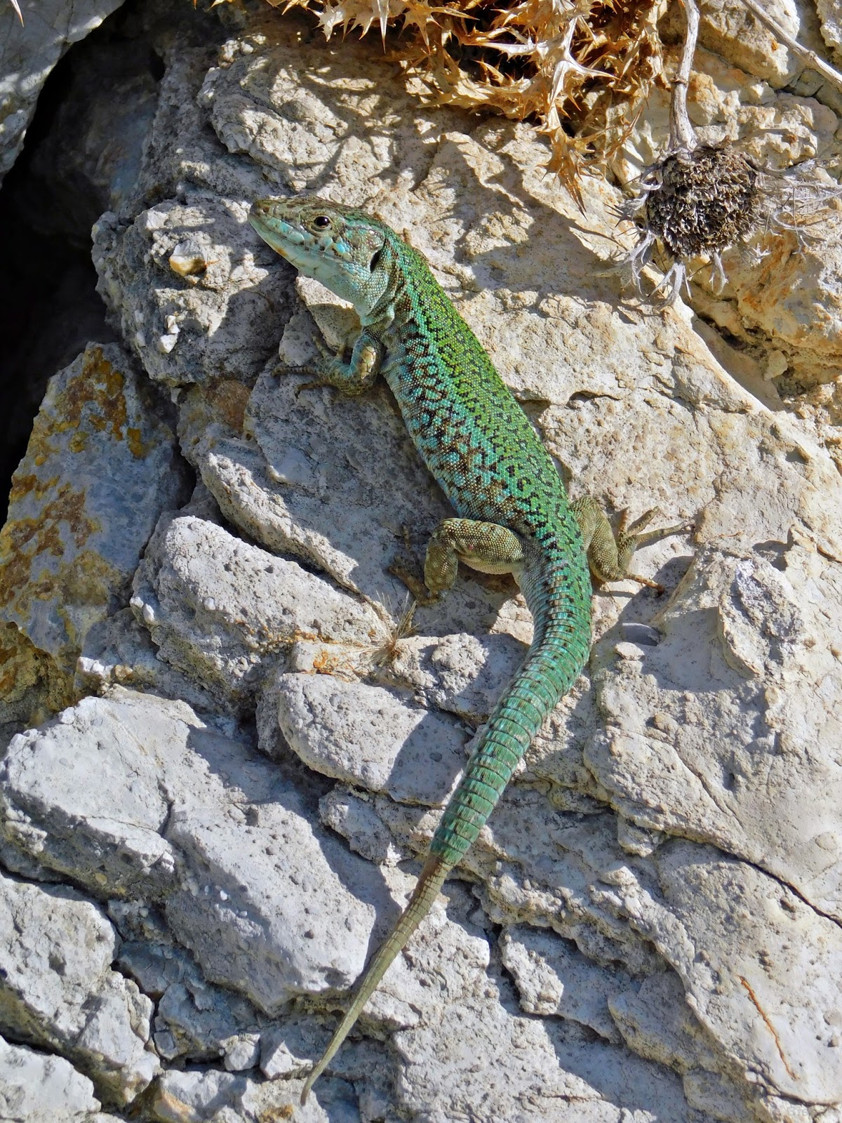 Sargantanes i Dragons Podarcis pityusensis Sargantana de les Pitiüses