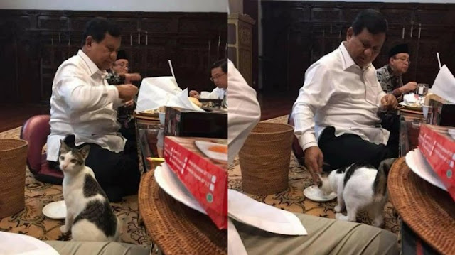 Prabowo Kucing Kucing Prabowo