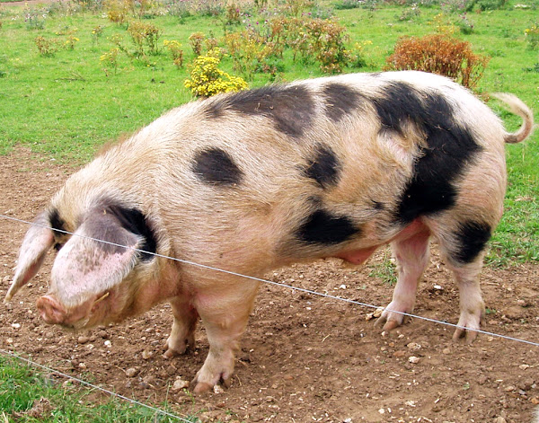 pig farming, raising pigs, tips for raising pigs, guide for raising pigs, raising pigs for profit