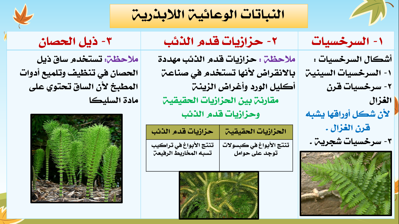 بحث عن النباتات الوعائية البذرية