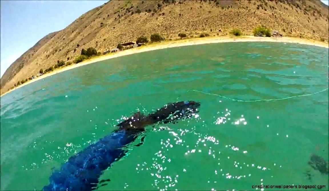 Spearfishing Bear Lake Utah July 23 2012   YouTube