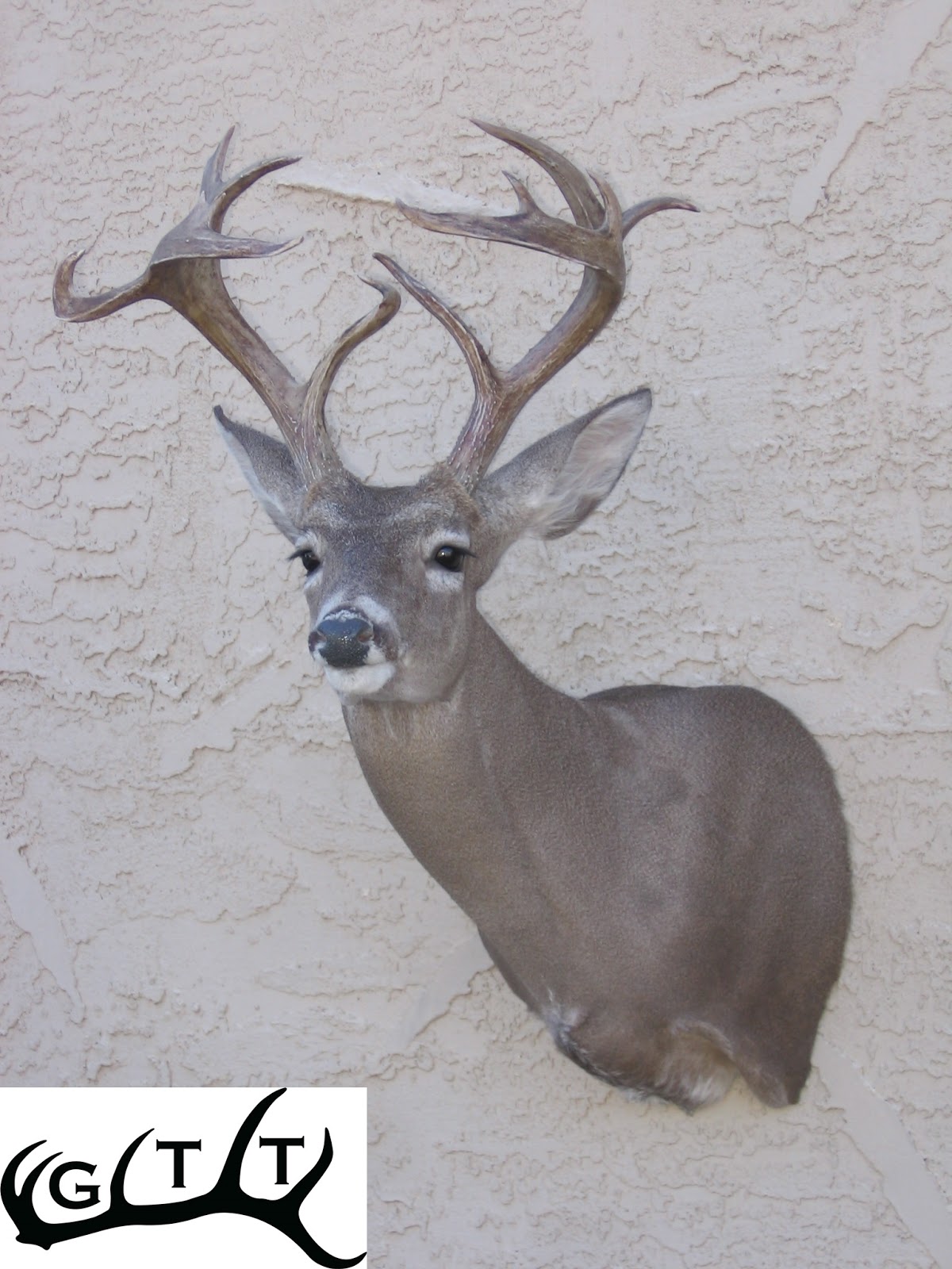 Game Trail Taxidermy March 2013