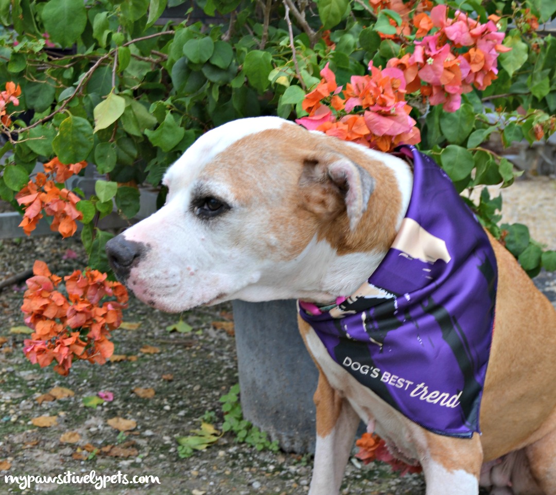 Monthly Dog Style From Dog's Best Trend Pawsitively Pets