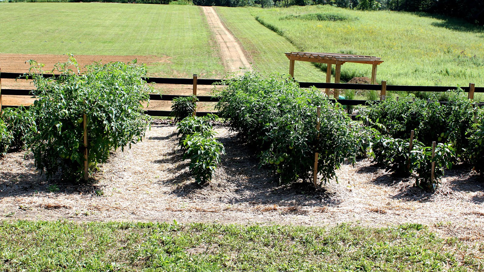 Best Way To Keep Weeds Out Of Vegetable Garden Vege Choices