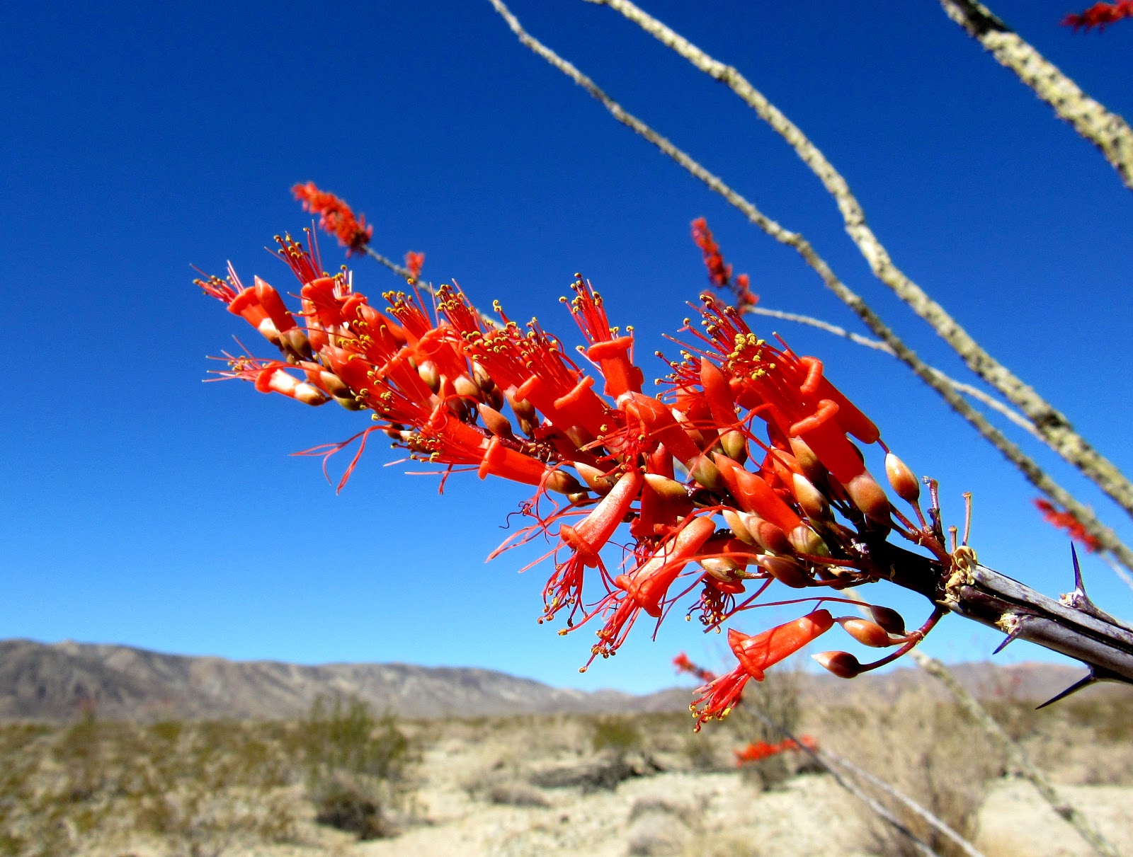 Plant Profile Ocotillo (Fouquieria splendens)