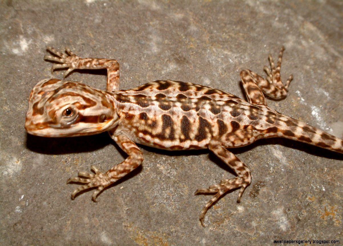 Rare Bearded Dragon Colors Wallpapers Gallery