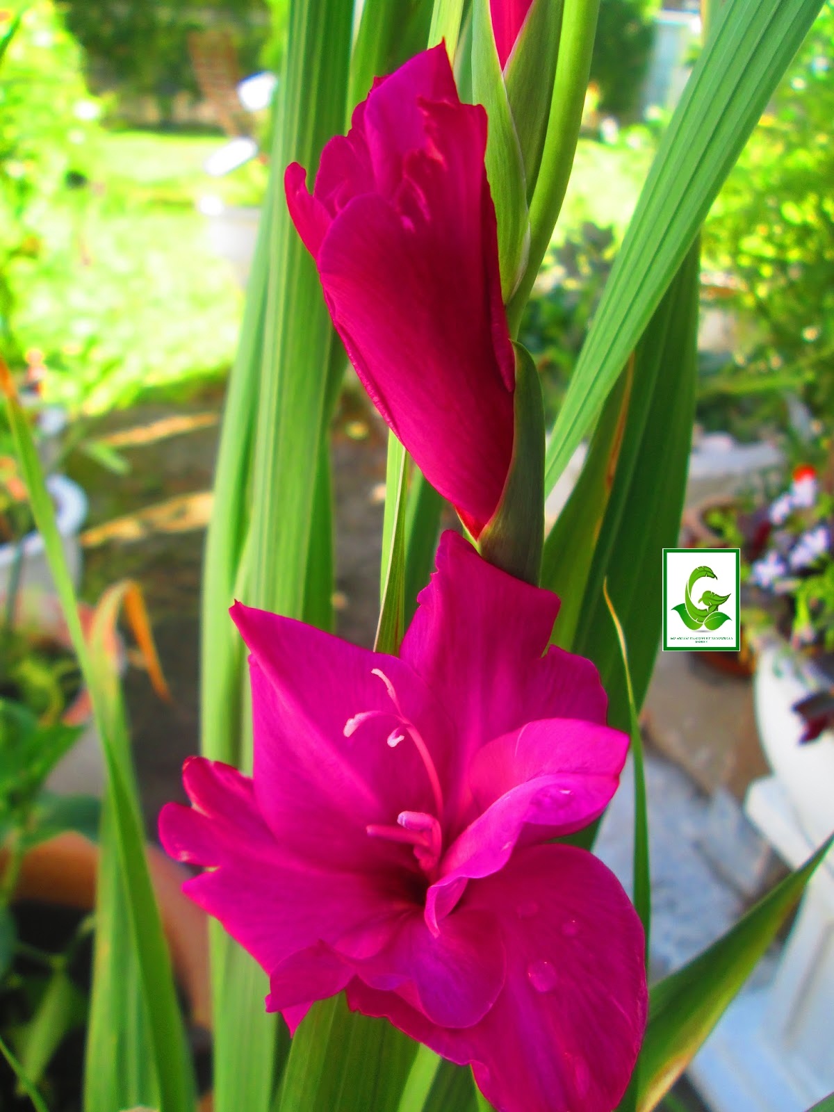 Seeds For Sale Online GLADIOLUS bulbs for sale