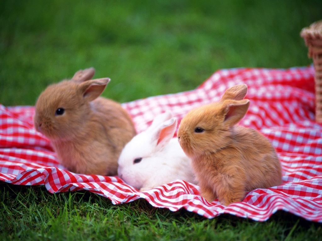 Rabbits Wallpapers - Bunny Desktop Wallpapers | Best HD Desktop Wallpapers