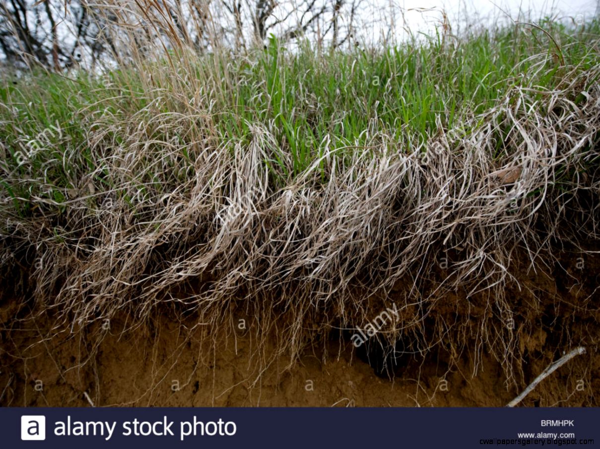 Prairie Grass Roots Wallpapers Gallery