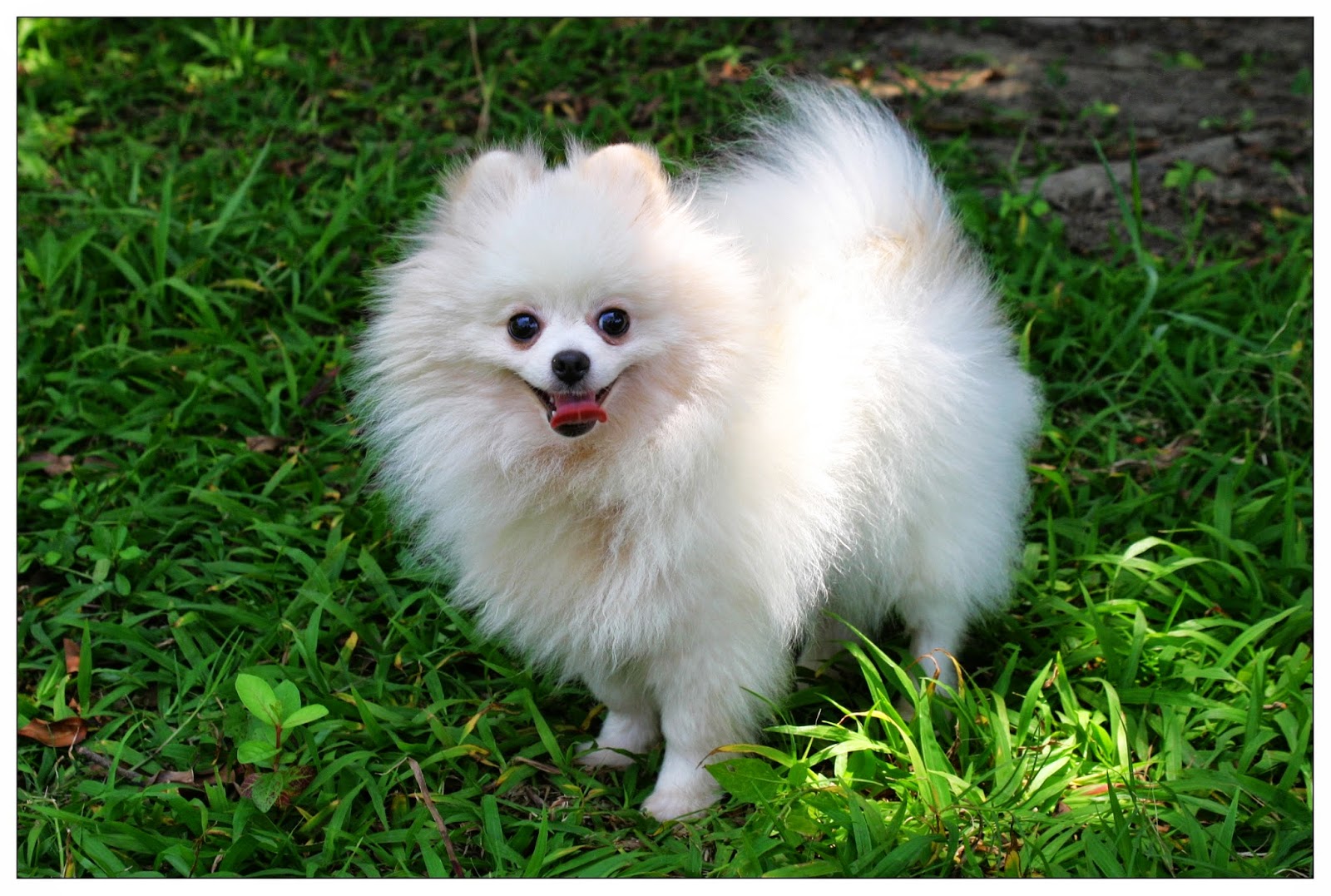 Flashbacks: One Pomeranian Puppy
