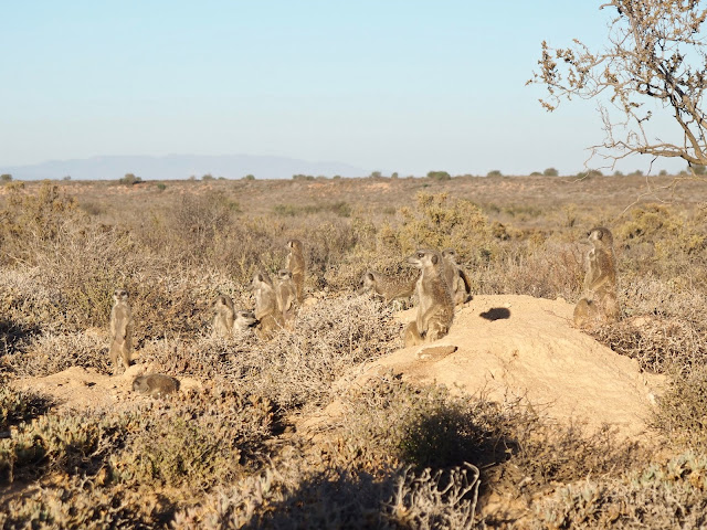 Meerkat Experience, Oudtshoorn, South Africa