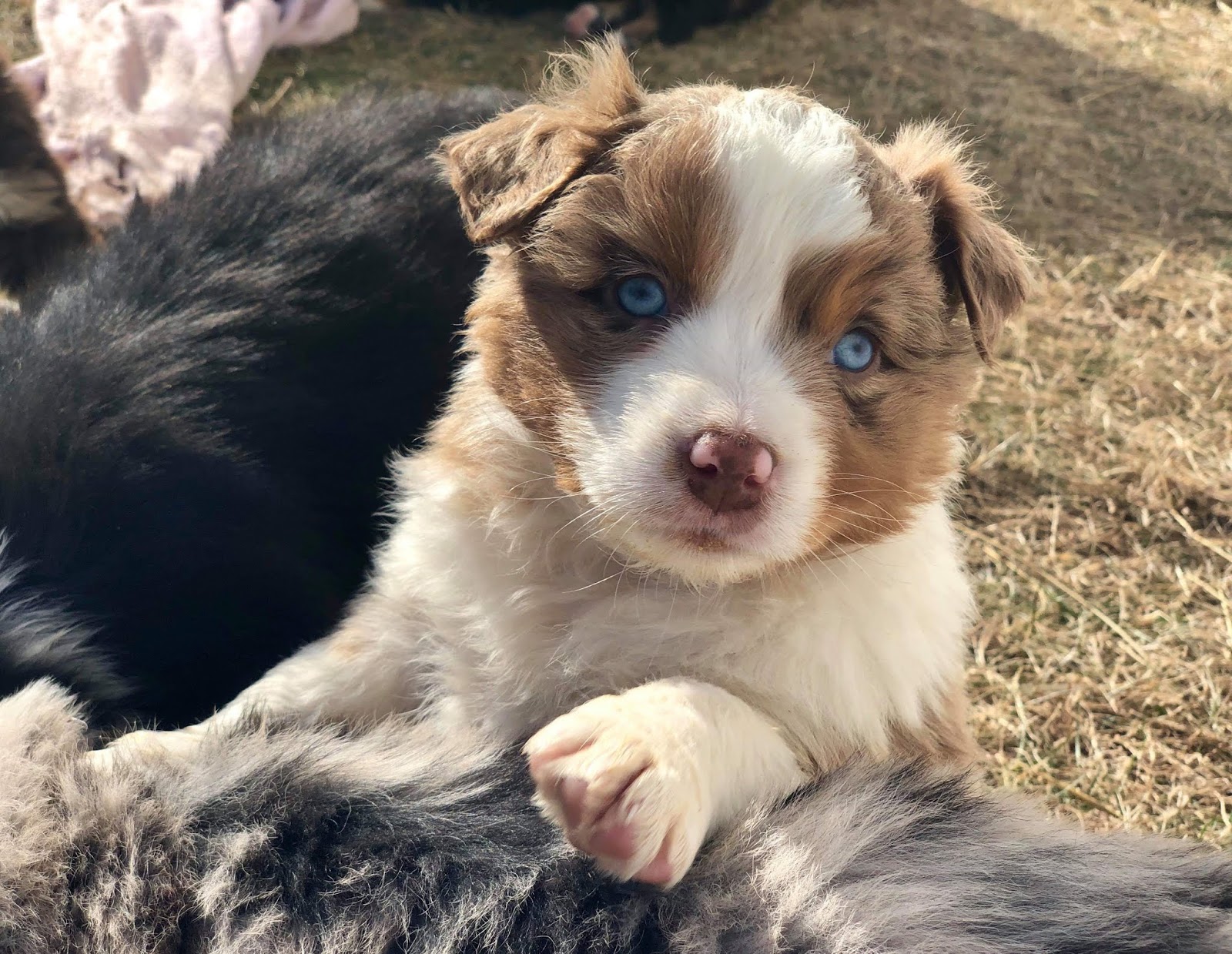 Aussie Puppies For Sale
