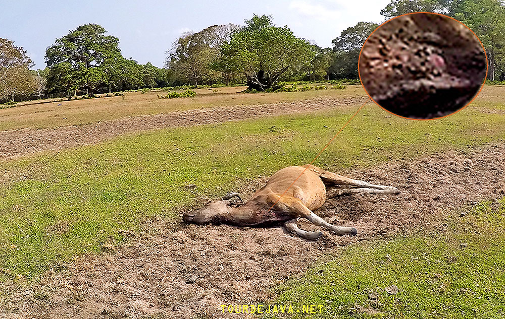 Ujung Kulon Membuktikan Harimau Jawa Belum Punah Benarkah