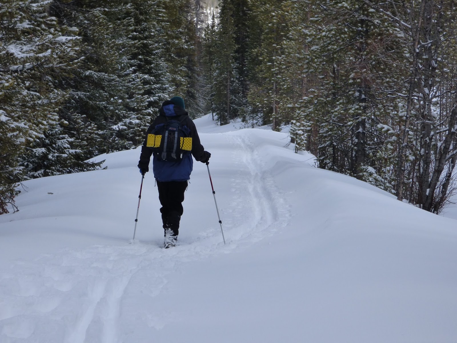 Half and Half Adventures Fraser Experimental Forest Crosscountry