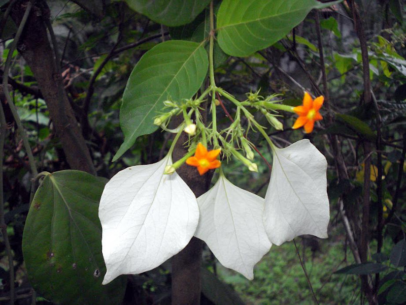 മിനി ചിത്രശാല 'photos': വെള്ളില,,, Mussaenda