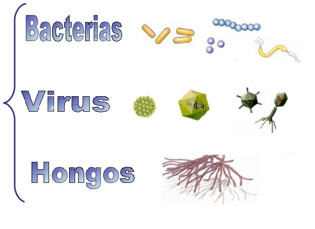 tipos de microorganismos