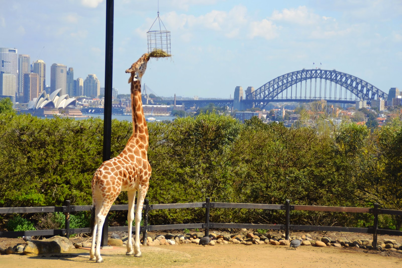 Австралия зоопарки