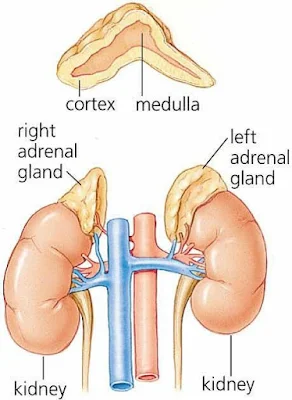 अधिवृक्क ग्रंथि (Adrenal gland)