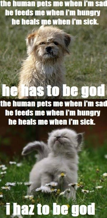 Cat Keeps Tryig To Get Dog To Mate It Cat Keeps Tryig To Get Dog To Mate It