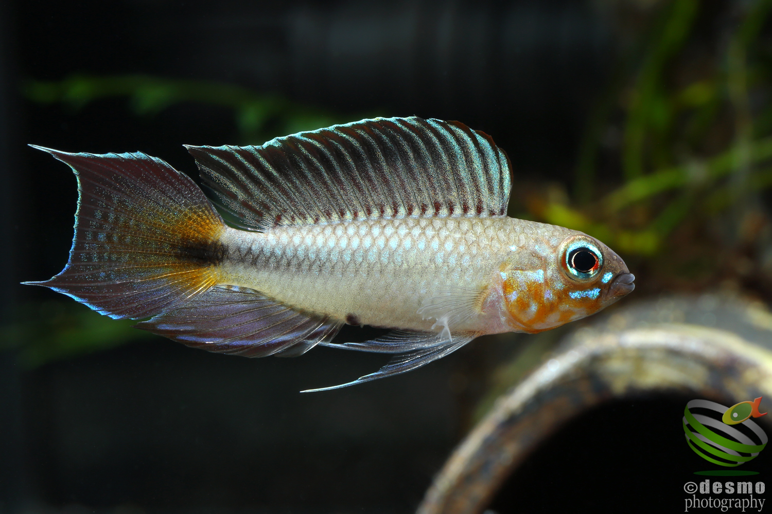 Die Buntbarsche Amerikas 2 アピストグラマ専門書