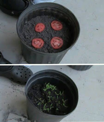 Como plantar tomates de manera sencilla