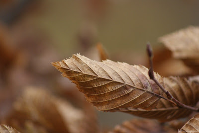 poze_toamna_autumn_l'automne_Herbst_otoño_ősz_φθινόπωρο_imagini