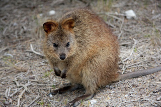 Australian marsupial