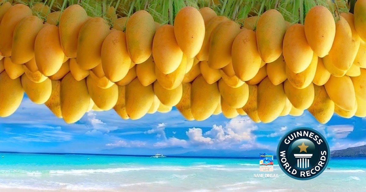 WORLD'S SWEETEST MANGO AND SWEETEST FRUIT PHILIPPINE CARABAO MANGO