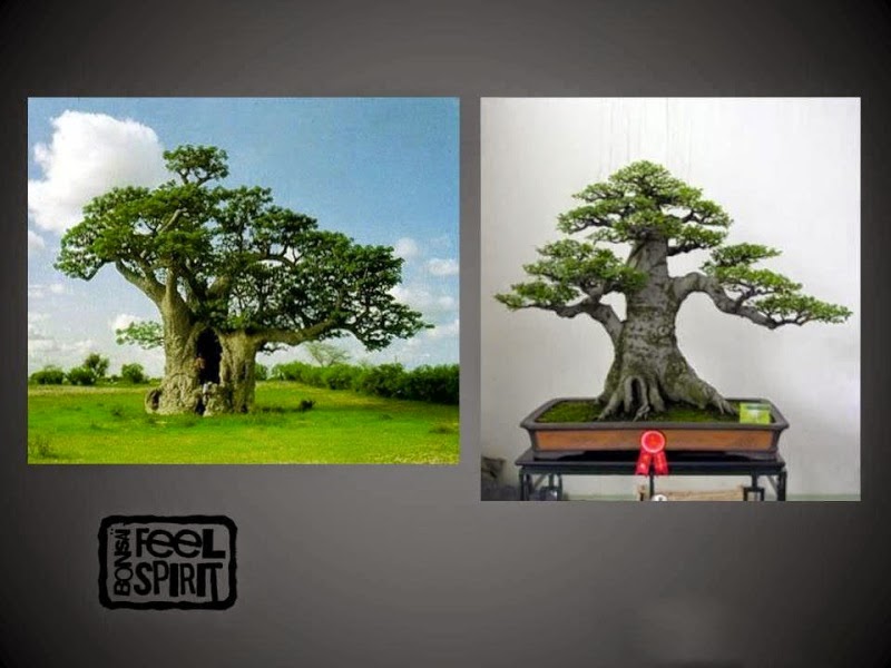 Vs tree. Vs tree