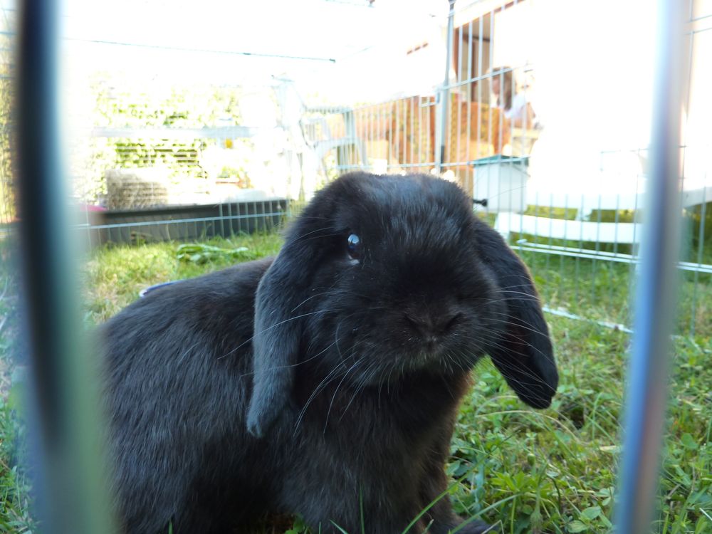 Un lapin dans le jardin Un lapin dans le jardin...