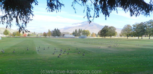 These geese fly between the fields and the river nearby