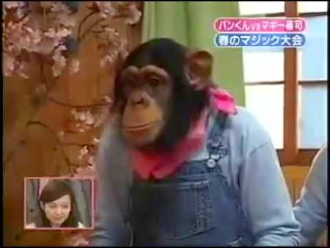what does the chimp 2.6.1.8 screen look like what does the chimp 2.6.1.8 screen look like