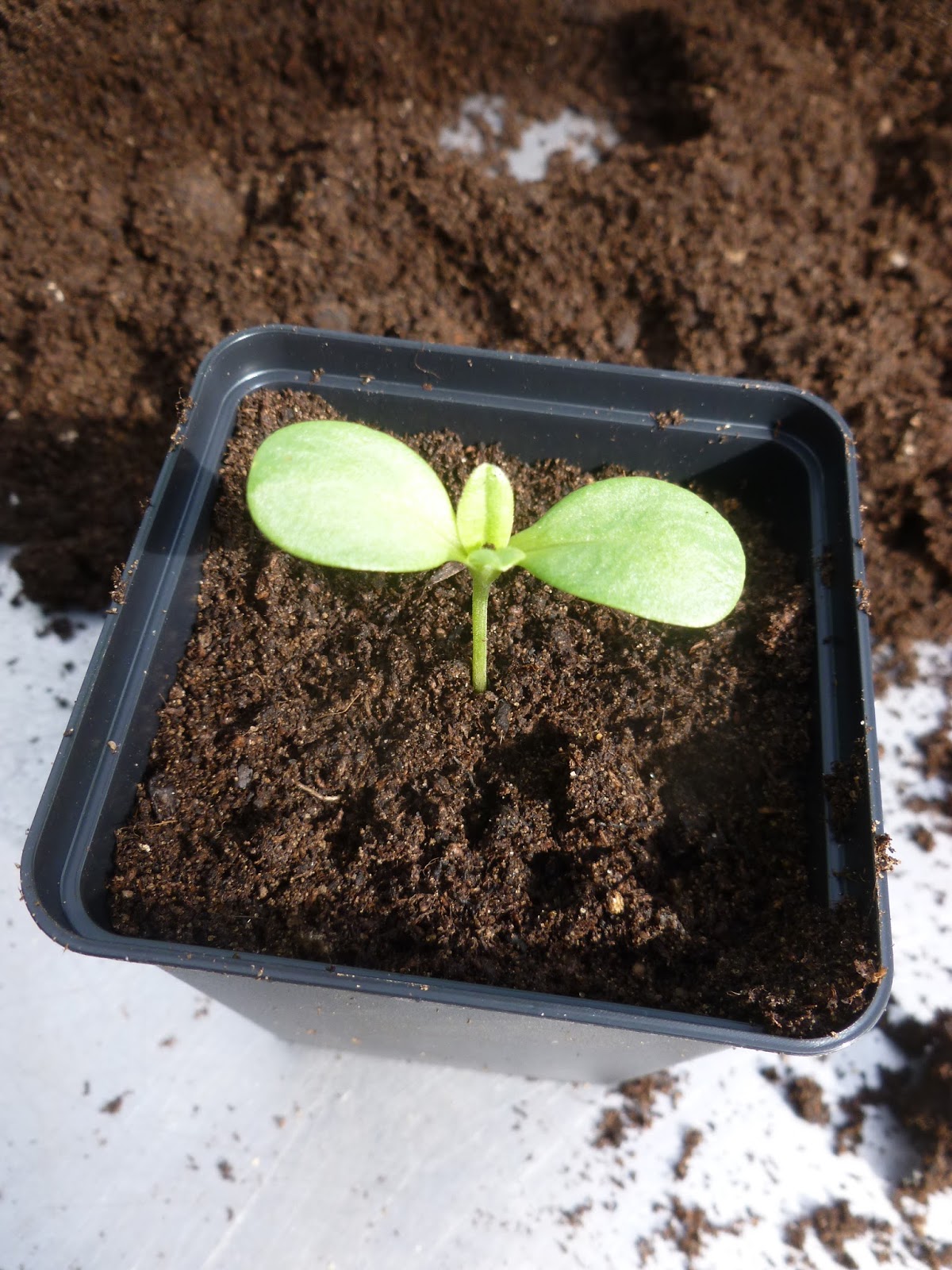 Worcester College Gardeners 20092018 Zinnia, The First Seedlings To