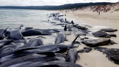 Tại  sao cá voi tự sát hàng loạt