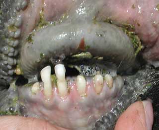 العلوم البيطرية: التسنين في الاغنام و الماعز-sheep&goat dentition