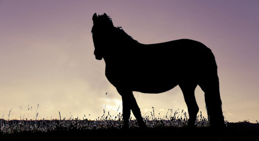 Test de personalidad: ¿Hacia dónde está mirando el caballo?