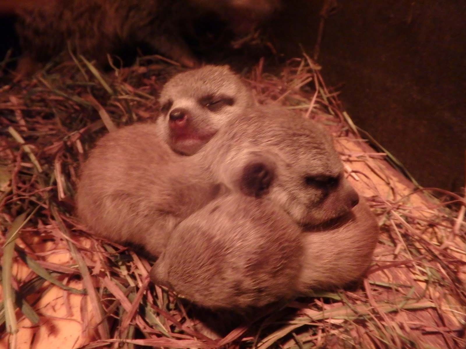 はむらzoo小噺 ミーアキャットの赤ちゃんが生まれました