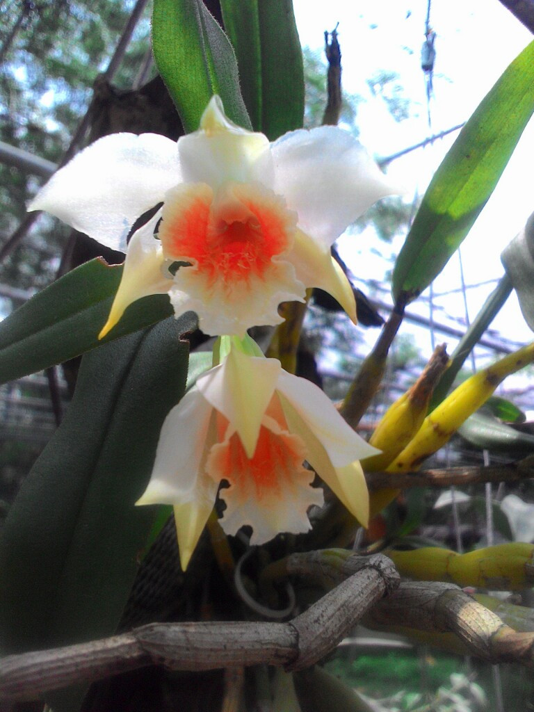 Lan Hoàng Thảo Nhất Điểm Hoàng - Dendrobium Heterocarpum Lindl. - Vườn Lan Thành Nguyễn