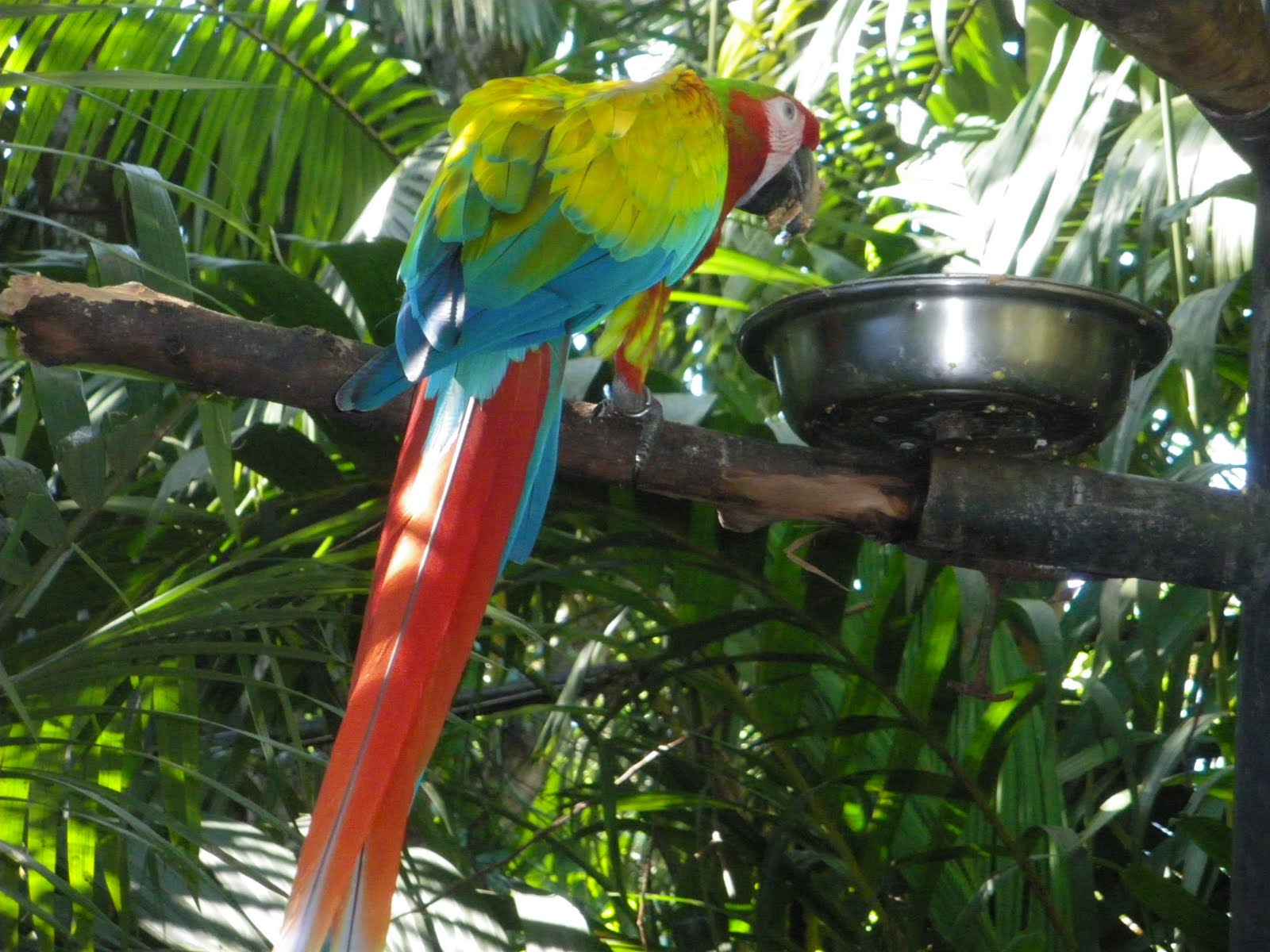Rauhala Ramblers Zoo AveCosta Rica