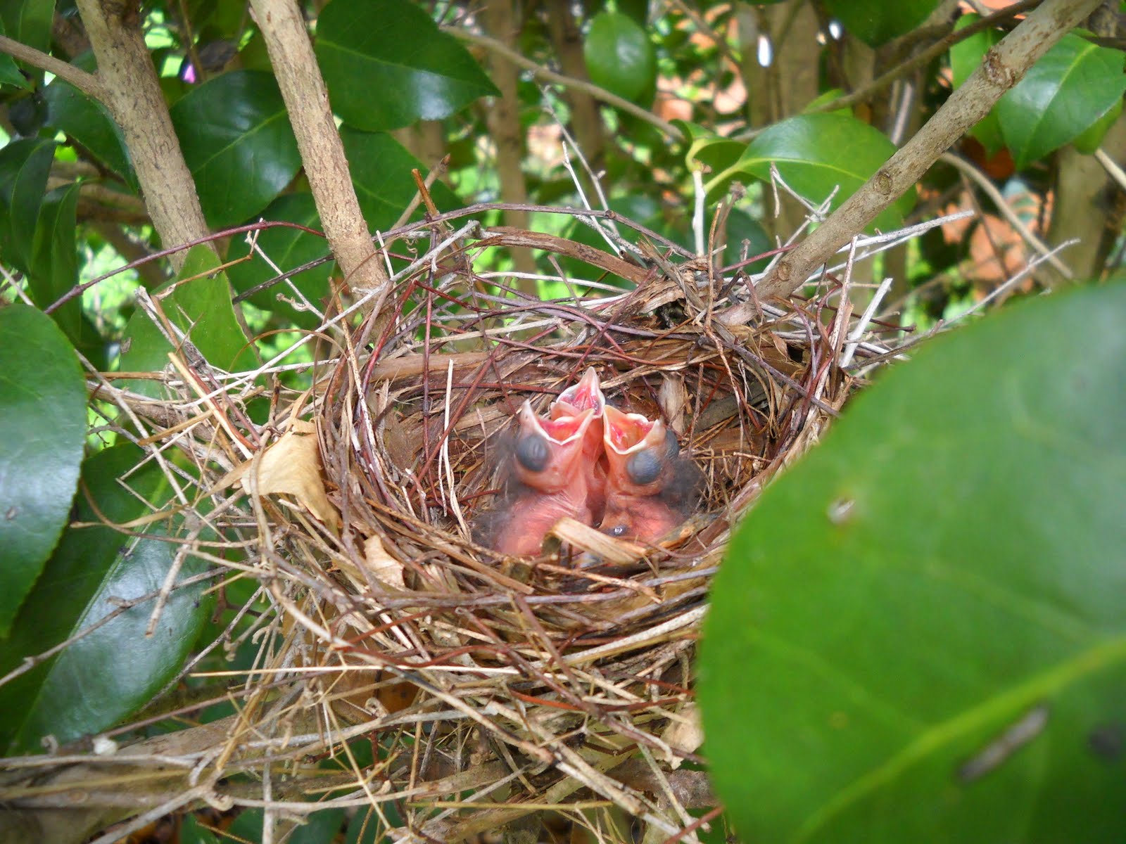 Gold Hill Plant Farm Cardinal Nest