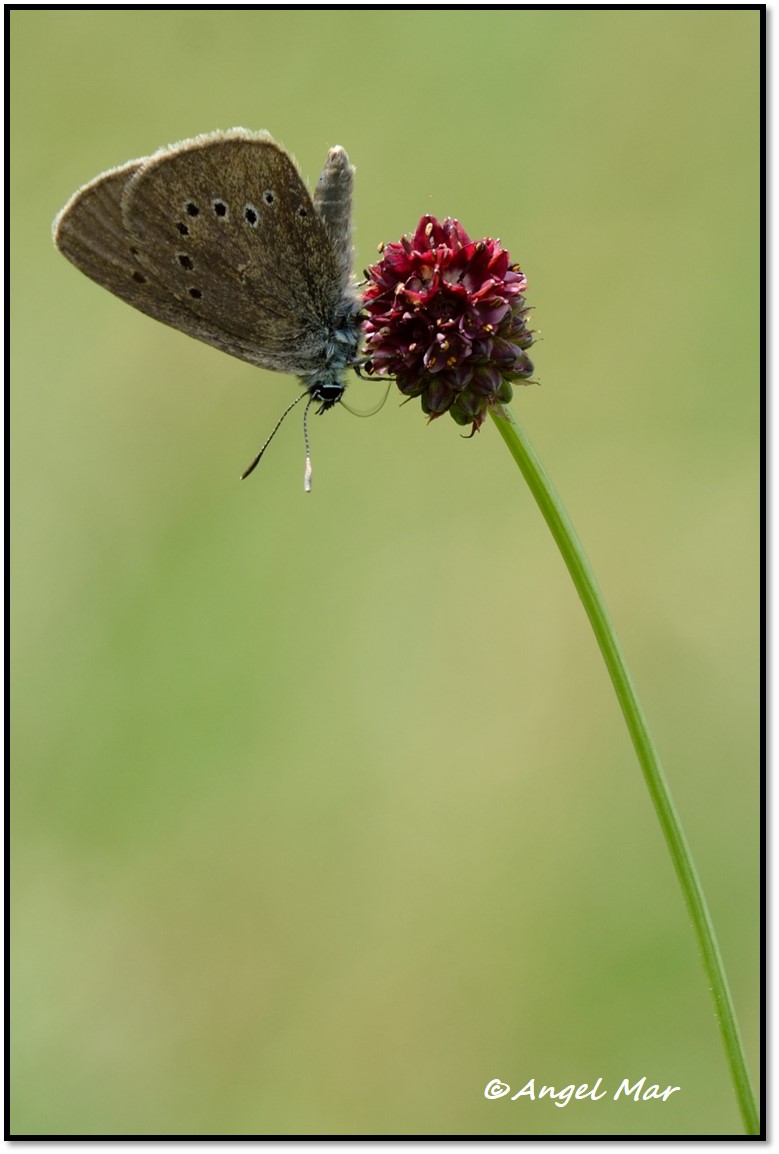 Butterflies and Dragonflies Phengaris nausithous Maculinea